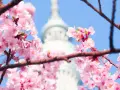 Kwiaty wiśni w Tokio, idealny czas na wizytę, kiedy najlepiej jechać do Japonii.