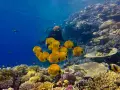 Nurka w otoczeniu ławicy żółtych ryb na rafie koralowej Marsa Alam.