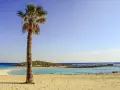 Plaża z palmą i turkusową wodą w słoneczny dzień.