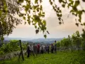 Grupa ludzi zwiedza winnicę na tle malowniczego krajobrazu.