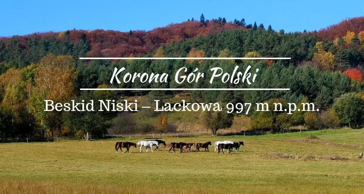 Jesień w Beskidzie Niskim. Na łące pasą się konie, w tle kolorowe drzewa i las. To najwyższy szczyt Beskidu Niskiego – Lackowa.