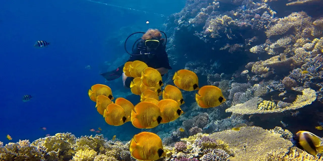 Nurka w otoczeniu ławicy żółtych ryb na rafie koralowej Marsa Alam.