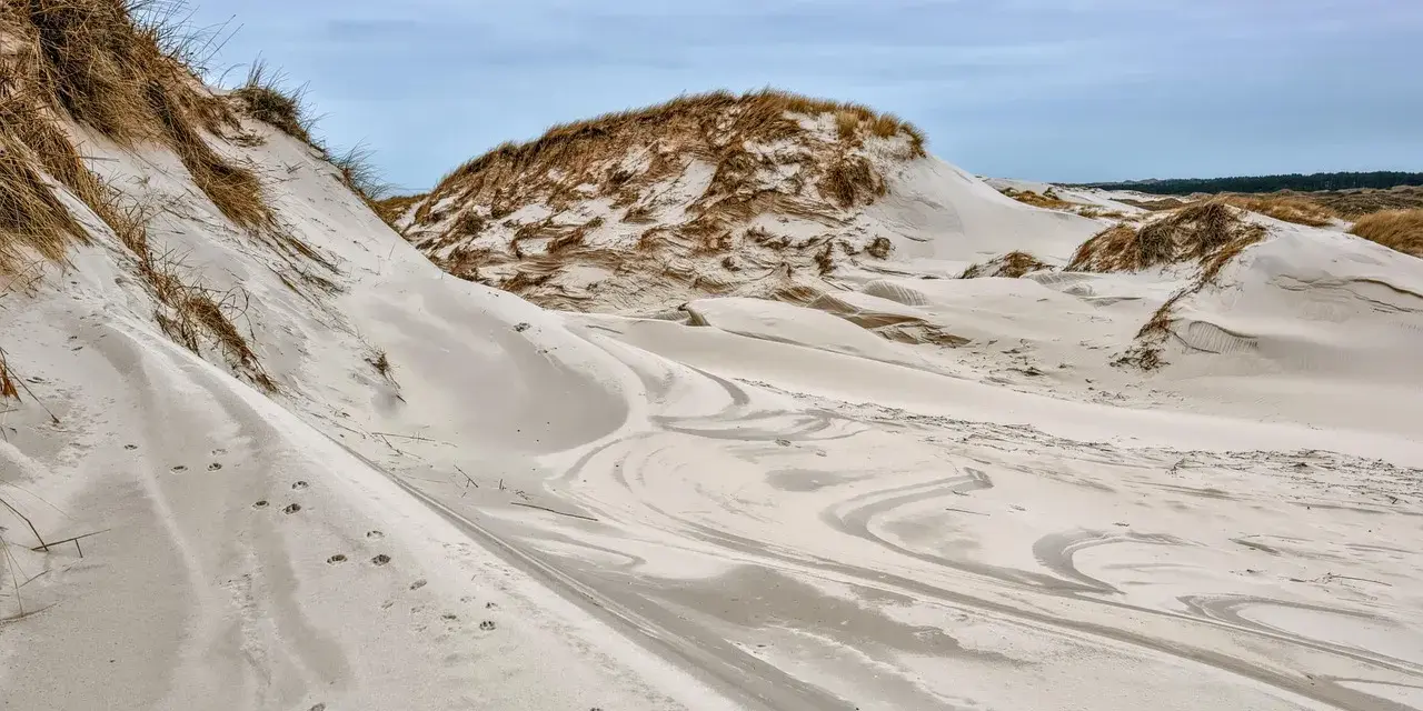 Wydmy nad morzem, piaszczyste wzgórza porośnięte trawą, ślady zwierząt na piasku.