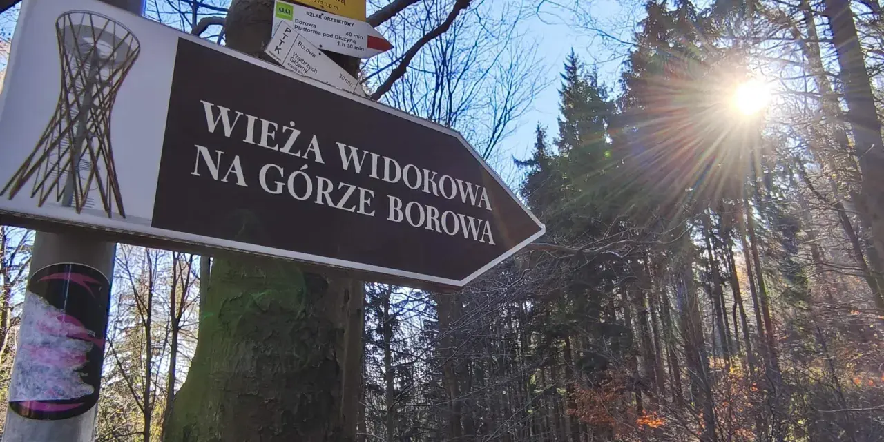 Znak drogowy wskazuje drogę na wieżę widokową na Górze Borowa. Słońce przebija się przez drzewa w lesie.