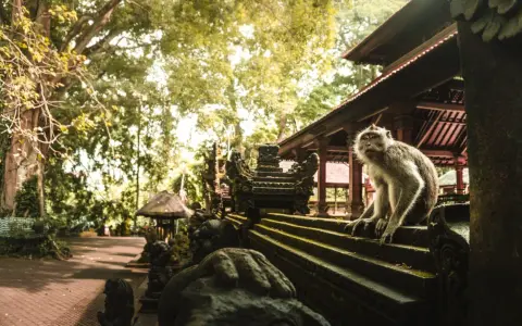 Małpi las w Ubud: małpa siedzi na kamiennych schodach przed świątynią, otoczona bujną zielenią.