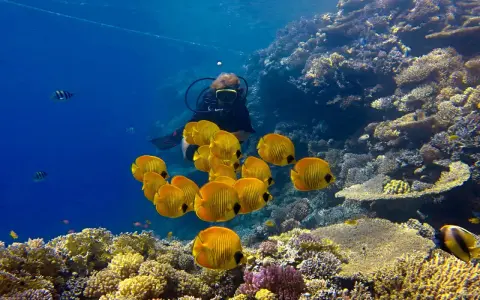 Nurka w otoczeniu ławicy żółtych ryb na rafie koralowej Marsa Alam.