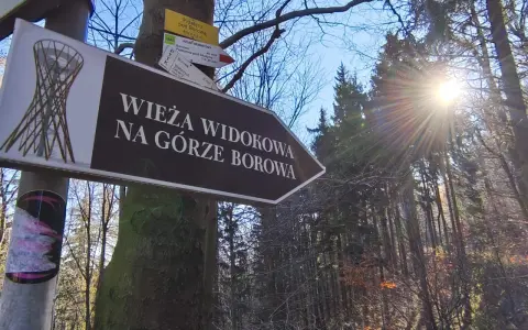 Znak drogowy wskazuje drogę na wieżę widokową na Górze Borowa. Słońce przebija się przez drzewa w lesie.