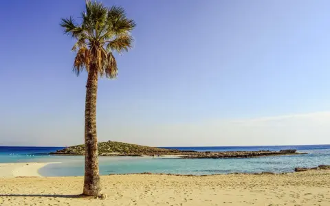 Plaża z palmą i turkusową wodą w słoneczny dzień.