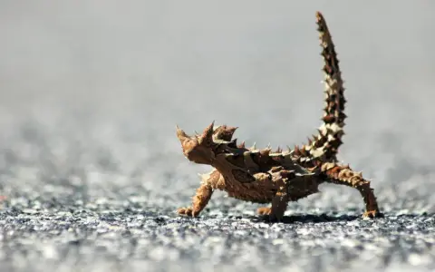 Kolczatka australijska, jedno z najdziwniejszych zwierząt świata, na tle szarego podłoża.