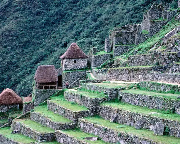 Kamienne tarasy i budowle Machu Picchu, porośnięte zielenią. Ciekawe machu picchu ciekawostki o inżynierii Inków.