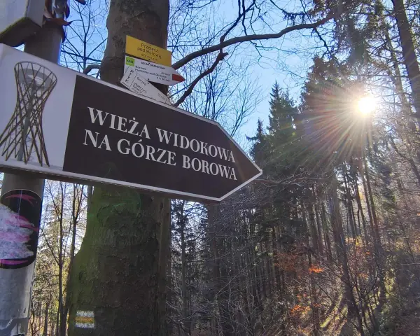 Znak drogowy wskazuje drogę na wieżę widokową na Górze Borowa. Słońce przebija się przez drzewa w lesie.