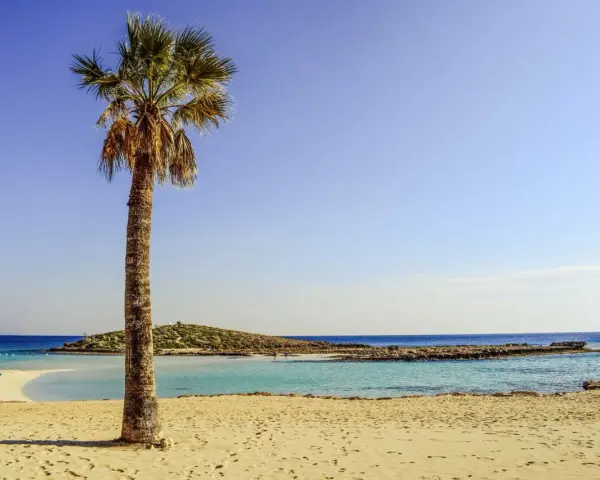 Plaża z palmą i turkusową wodą w słoneczny dzień.