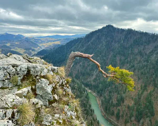 Malownicze pieniny szlaki ze Szczawnicy. Złamane drzewo na skale, w dole rzeka i las.