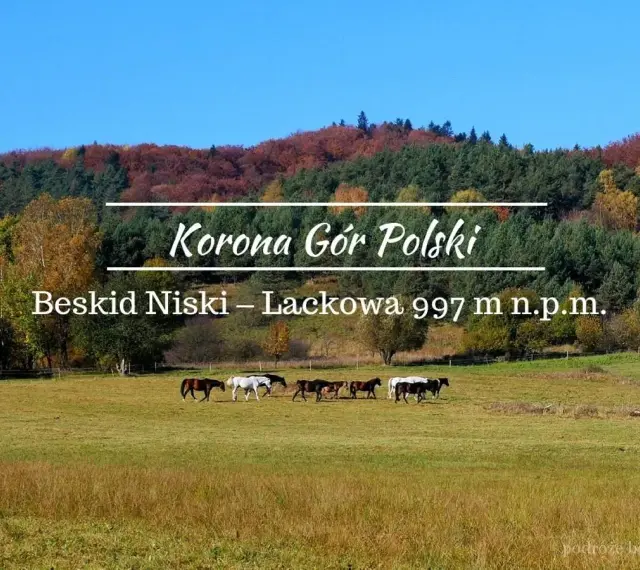 Jesień w Beskidzie Niskim. Na łące pasą się konie, w tle kolorowe drzewa i las. To najwyższy szczyt Beskidu Niskiego – Lackowa.