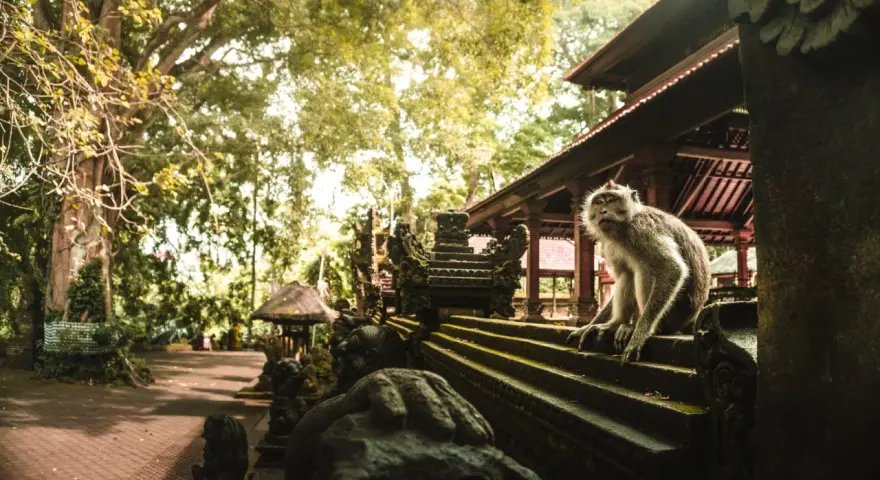 Małpi las w Ubud: małpa siedzi na kamiennych schodach przed świątynią, otoczona bujną zielenią.