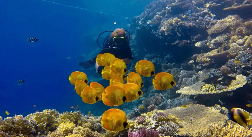 Nurka w otoczeniu ławicy żółtych ryb na rafie koralowej Marsa Alam.