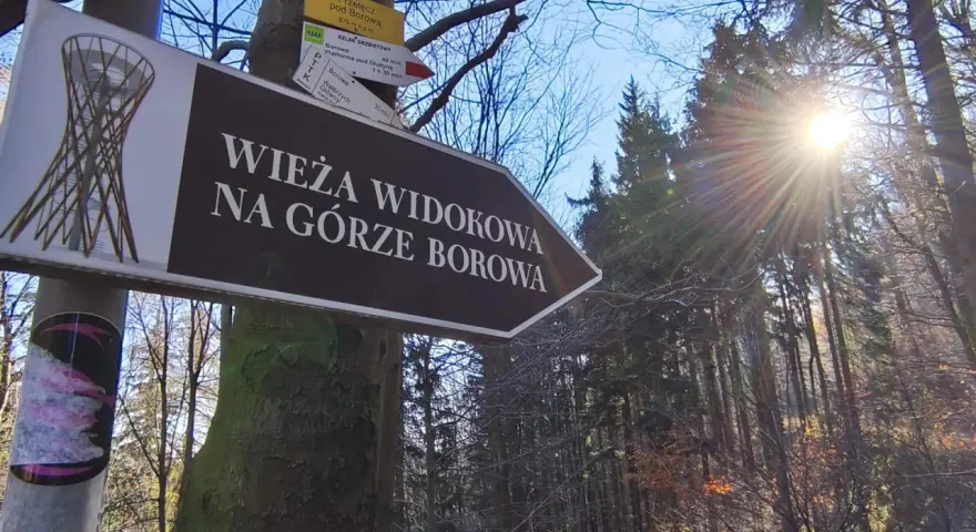 Znak drogowy wskazuje drogę na wieżę widokową na Górze Borowa. Słońce przebija się przez drzewa w lesie.