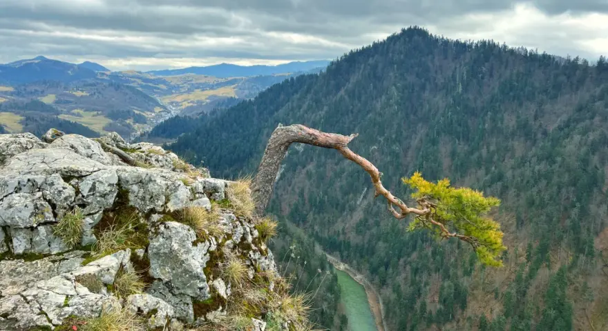 Malownicze pieniny szlaki ze Szczawnicy. Złamane drzewo na skale, w dole rzeka i las.