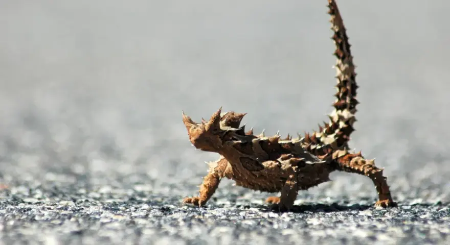 Kolczatka australijska, jedno z najdziwniejszych zwierząt świata, na tle szarego podłoża.