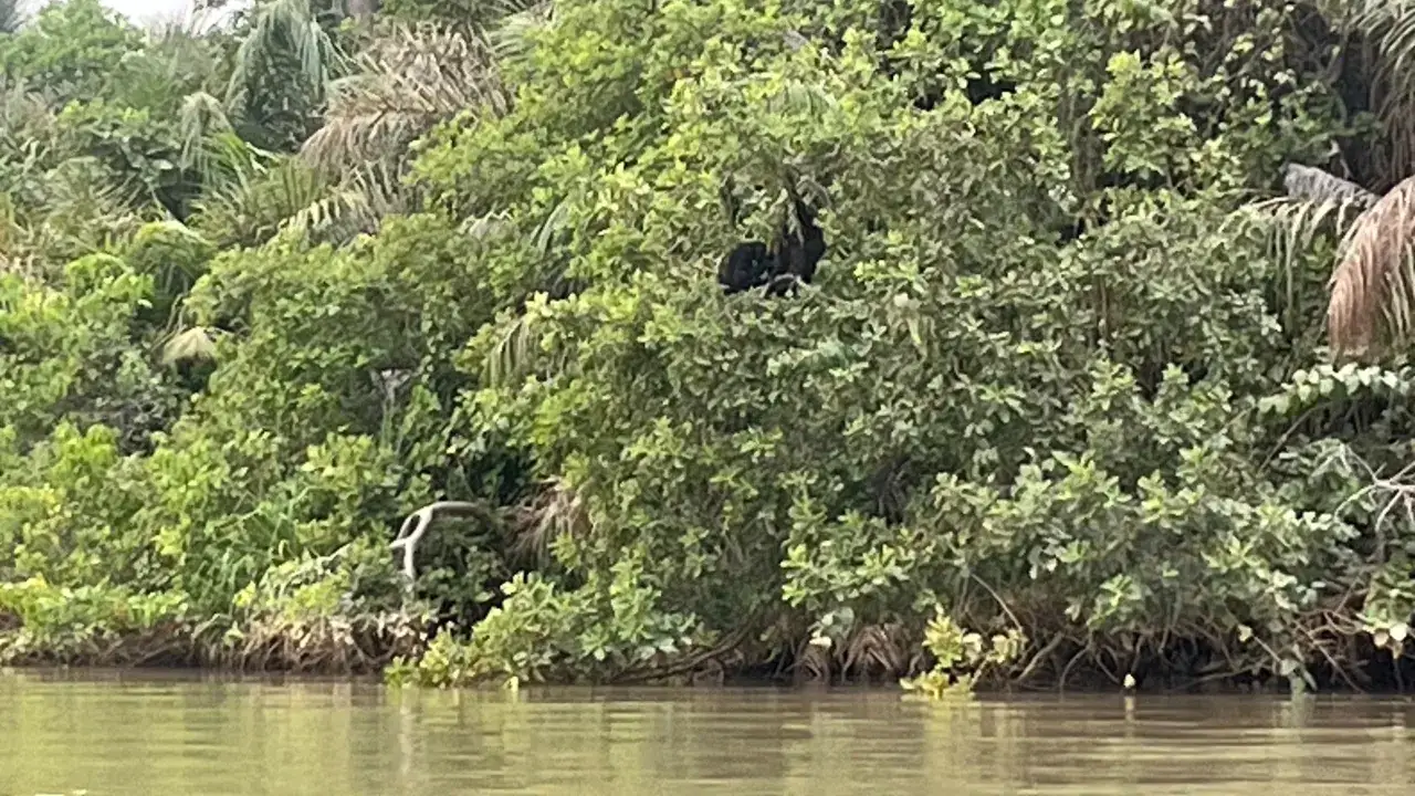 Gambia pora deszczowa. Gęsta, zielona roślinność nad rzeką, w której ukrywa się czarny małpiat.