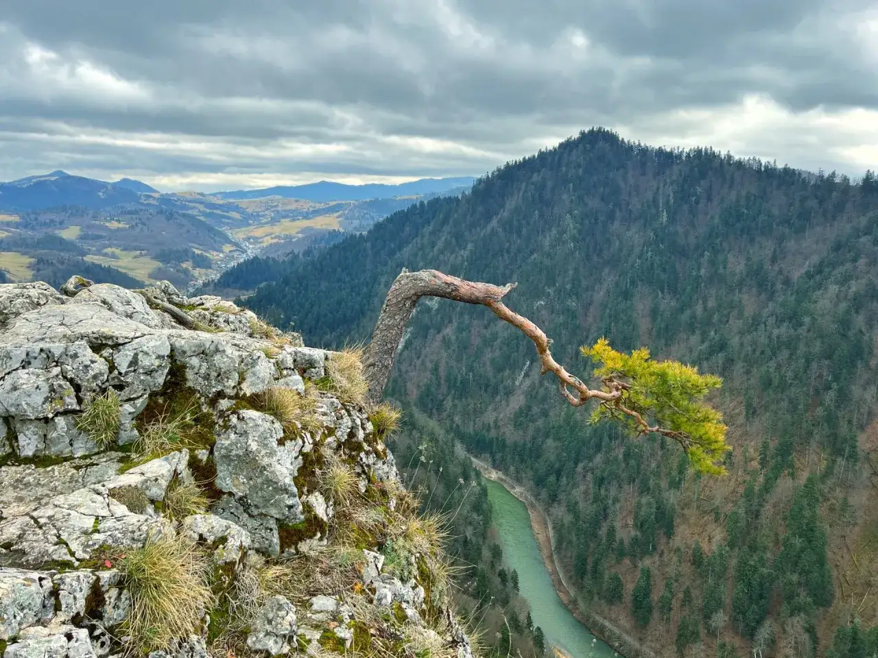 Malownicze pieniny szlaki ze Szczawnicy. Złamane drzewo na skale nad zielonym Dunajcem.