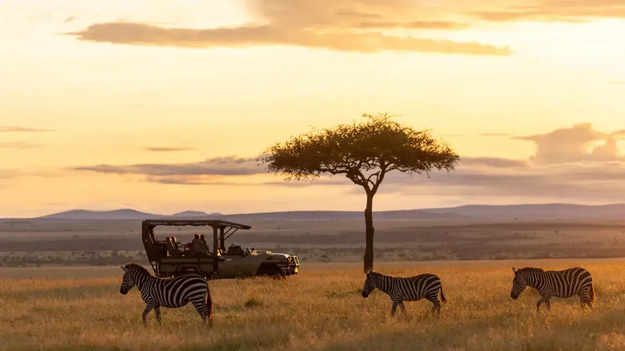 Kenia, lipiec: zachód słońca nad sawanną, zebrze spacerują obok jeepa z turystami. Piękna pogoda na safari.
